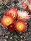 Preview: Pyrrhocactus andreanus